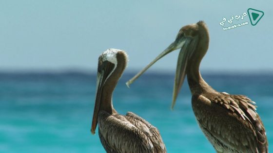 فيلم Cubas Wild Revolution 2020 مترجم