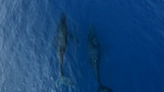 فيلم Humpback Whale Birth of a Giant 2019 مترجم