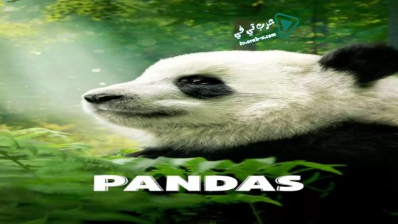فيلم Pandas 2018 مترجم