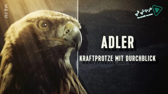 فيلم Super Powered Eagles 2020 مترجم